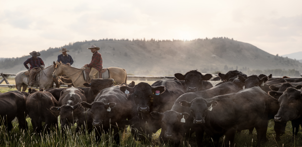 Cowboys on a ranch